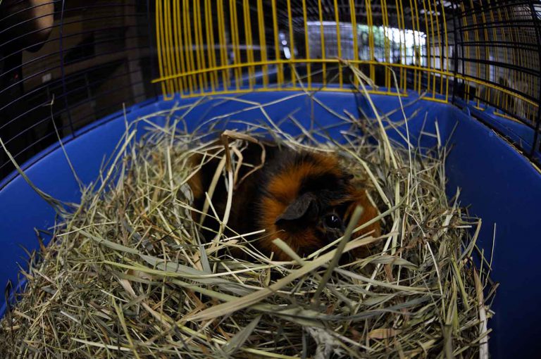 dpo dierenpension oosterhout cavia opvang knaagdier dierenopvang dierenhotel