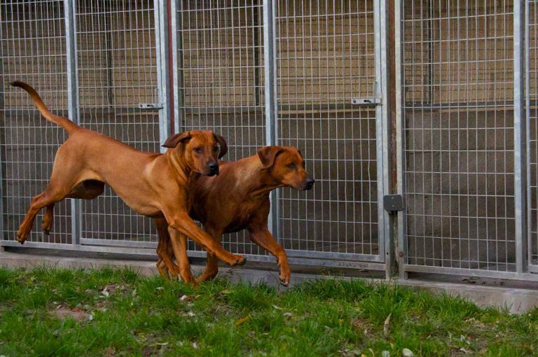 dpo dierenpension oosterhout hoden ridgeback rennen buiten spelen gast dierenhotel hondenpension dierenopvang