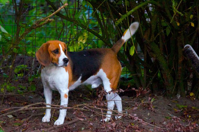 dpo dierenpension oosterhout hond beagle buiten staat kijkt hondenpension bezoeker