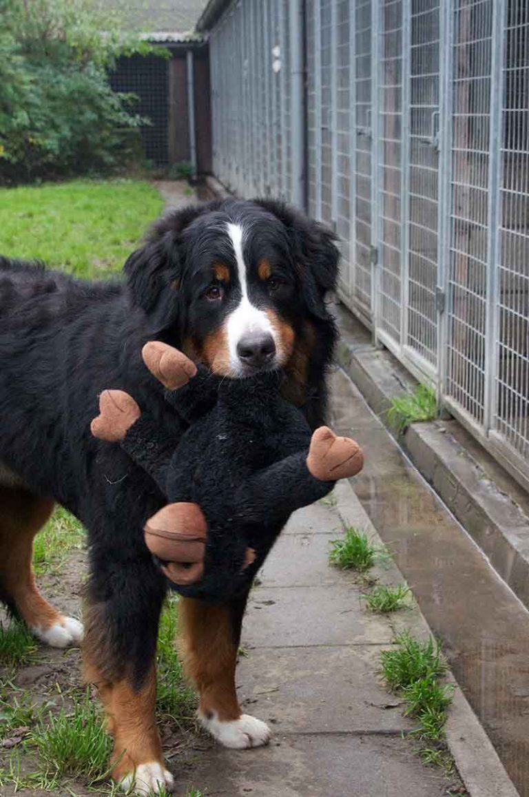 dpo dierenpension oosterhout hond berner sennen aap speeltje kijkt dierenhotel hondenpension dierenopvang