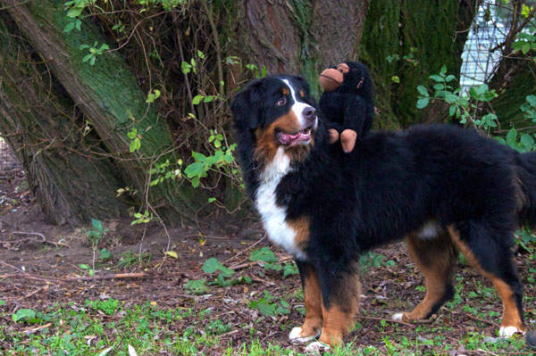 dpo dierenpension oosterhout hond berner sennen aap speeltje kijkt staat buiten dierenhotel hondenpension dierenopvang