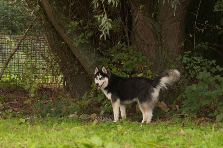 dpo dierenpension oosterhout hond boom wilg husky staat dierenhotel hondenpension dierenopvang