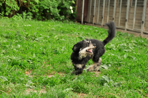 dpo dierenpension oosterhout hond boomer rennen buiten grass spelen dierenhotel hondenpension dierenopvang