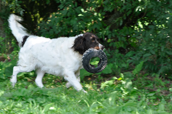 dpo dierenpension oosterhout hond buiten lopen spelen drentse patrijs band dierenhotel hondenpension dierenopvang