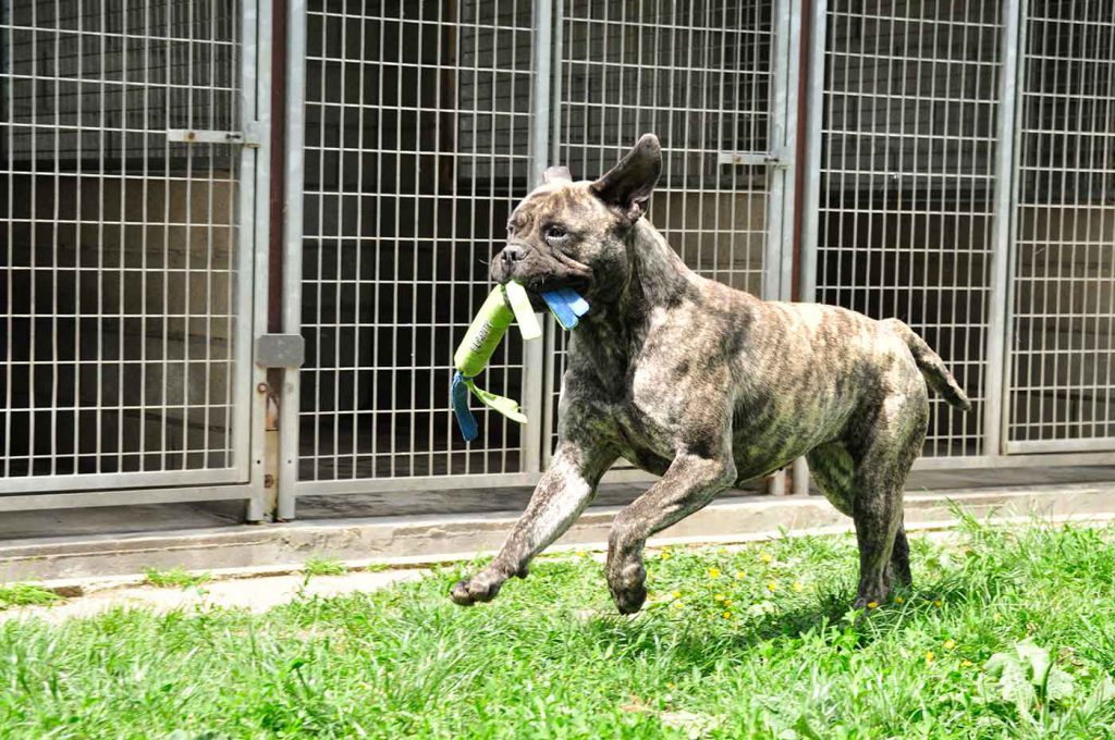 dpo dierenpension oosterhout hond bullmastiff rennen spelen buiten speeldveld dierenhotel hondenpension dierenopvang