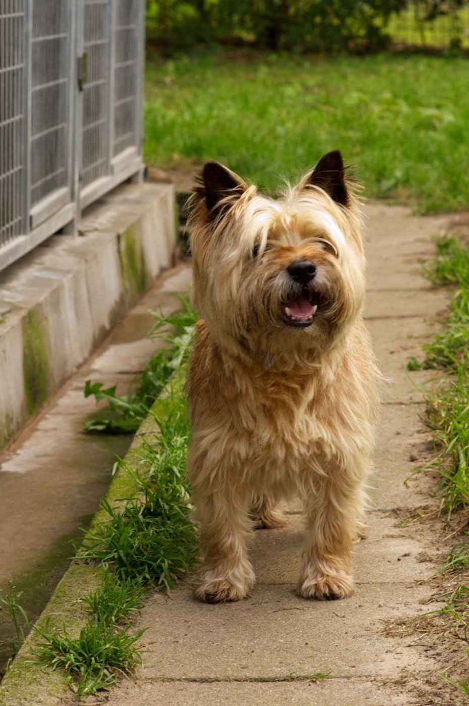 dpo dierenpension oosterhout hond cairn terrier staat speelveld dierenhotel hondenpension dierenopvang