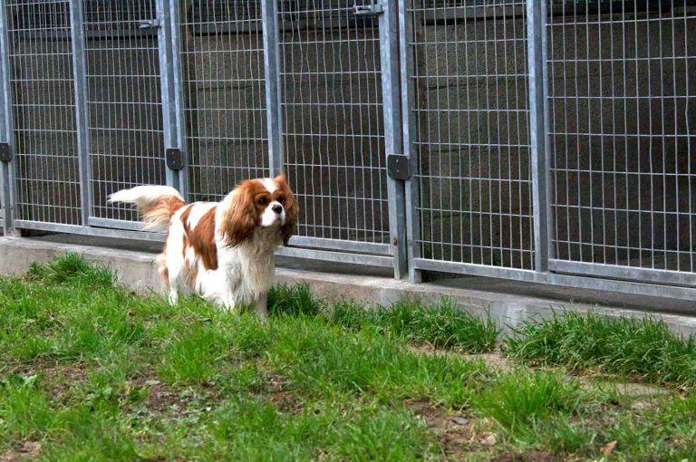 dpo dierenpension oosterhout hond cavalier king charles spaniel rennen buiten dierenhotel hondenpension dierenopvang