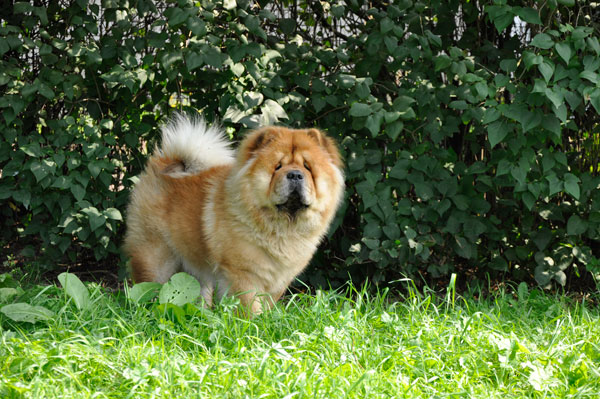 dpo dierenpension oosterhout hond chowchow buiten gras staan speelveld dierenhotel hondenpension dierenopvang