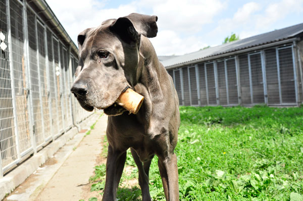 dpo dierenpension oosterhout hond duitse dog staat kluiven buiten verblijf dierenhotel hondenpension dierenopvang