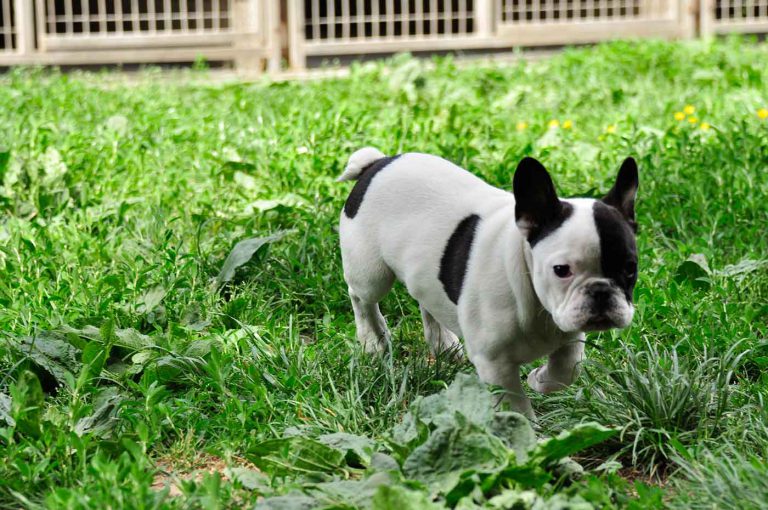 dpo dierenpension oosterhout hond franse bulldog pupy buiten gras dierenhotel hondenpension dierenopvang