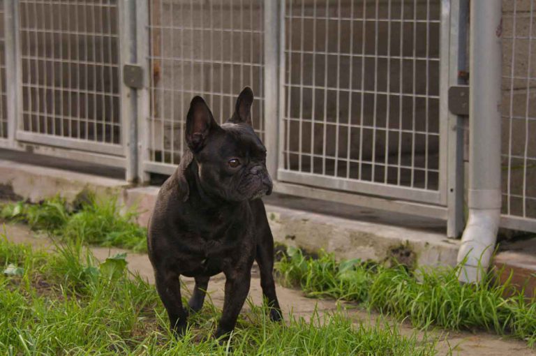 dpo dierenpension oosterhout hond franse bulldog speelveld gast dierenhotel hondenpension dierenopvang