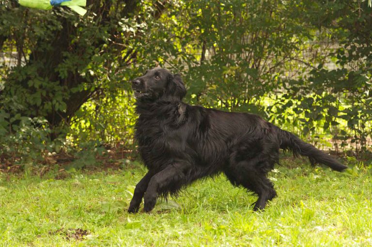 dpo dierenpension oosterhout hond hondenspeelveld flat coated retriever dierenhotel hondenpension dierenopvang