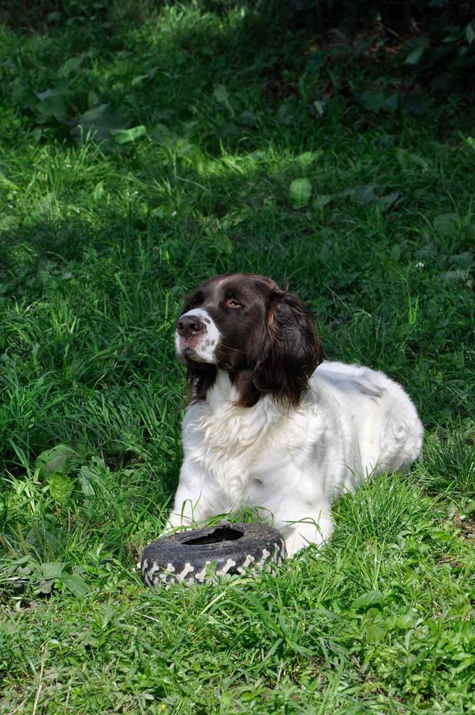 dpo dierenpension oosterhout hond ligt buiten drentse patrijshond band speeltje dierenhotel hondenpension dierenopvang