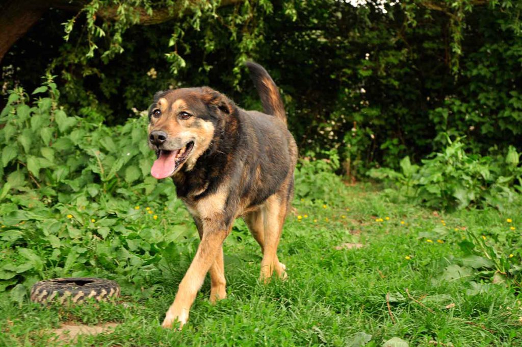dpo dierenpension oosterhout hond loopt buiten hondenspeeltje dierenhotel hondenpension dierenopvang