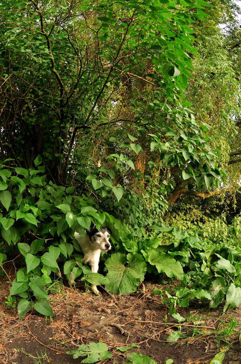 dpo dierenpension oosterhout hond parson russell terrier bossen dierenhotel hondenpension dierenopvang