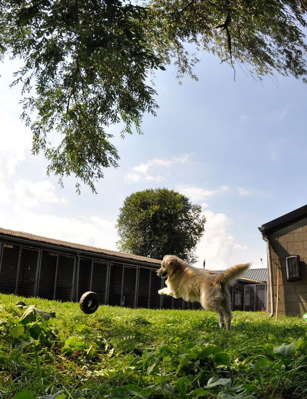 dpo dierenpension oosterhout hond rennen buiten speelwei golden retriever band springen spelen dierenhotel hondenpension dierenopvang