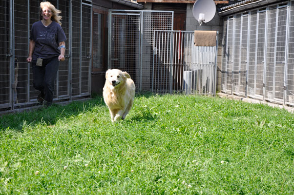 dpo dierenpension oosterhout hond rennen buiten speelwei golden retriever dierenhotel hondenpension dierenopvang