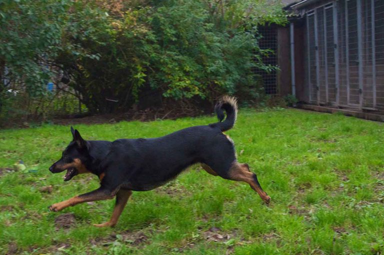 dpo dierenpension oosterhout hond rennen speelveld dierenhotel hondenpension dierenopvang bezoeker