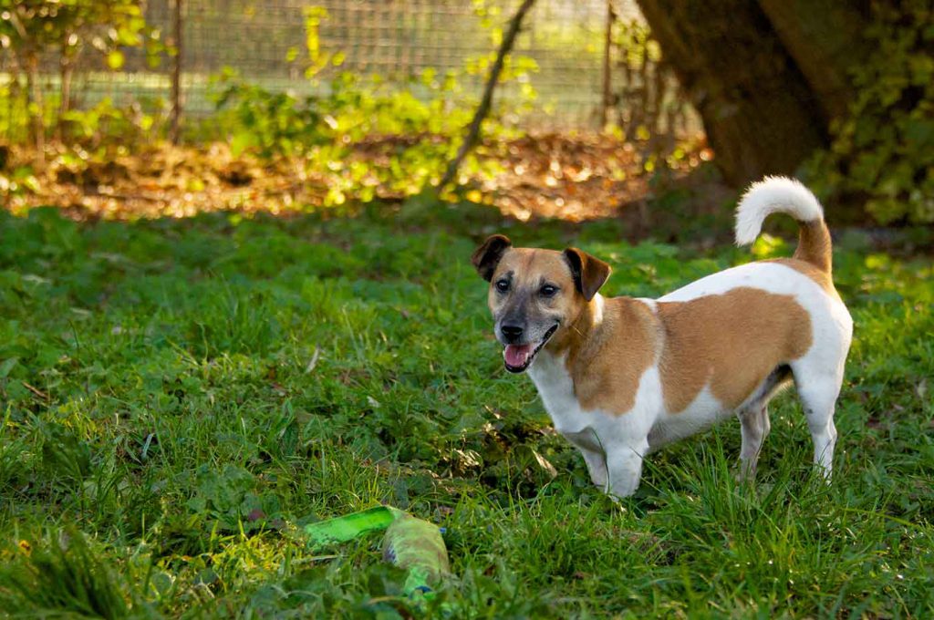 dpo dierenpension oosterhout hond spelen jack russell terrier gras buiten speelwei dierenhotel hondenpension dierenopvang