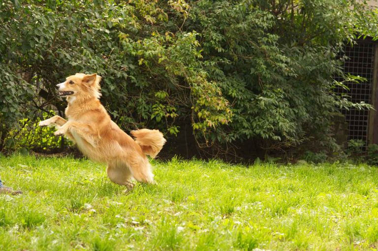 dpo dierenpension oosterhout hond springt speelweide dierenhotel hondenpension dierenopvang