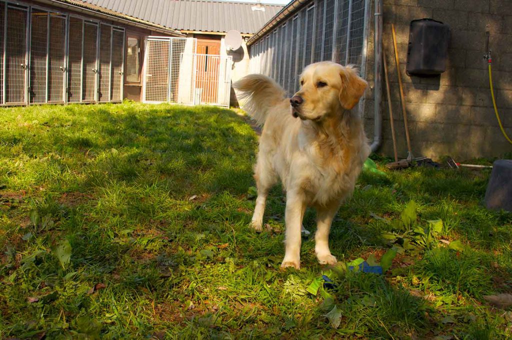 dpo dierenpension oosterhout hond staat golden retriever buiten kijkt dierenhotel hondenpension dierenopvang