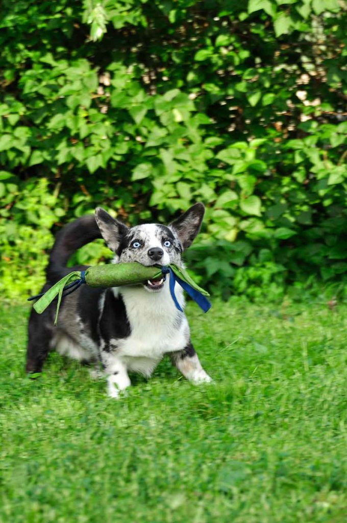 dpo dierenpension oosterhout hond welsh corgi speeltje spelen buiten dierenhotel hondenpension dierenopvang