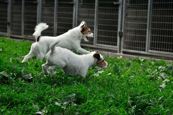 dpo dierenpension oosterhout honden jack russells rennen buiten speelwei dpo dierenpension oosterhout hond rennen buiten speelwei golden retriever band springen spelen dierenhotel hondenpension dierenopvang