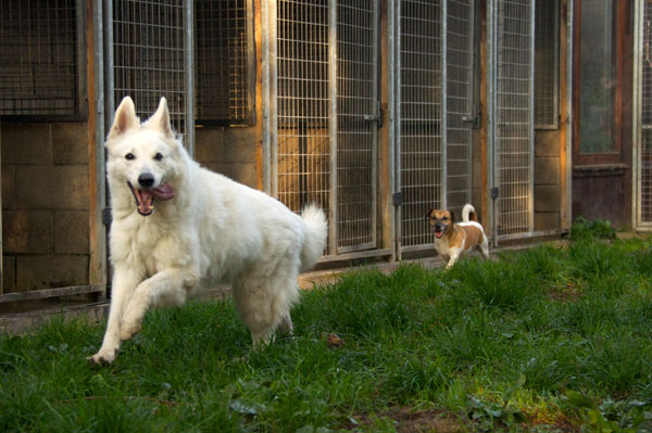 dpo dierenpension oosterhout honden rennen jack russell speelwei spelen buiten dierenhotel hondenpension dierenopvang