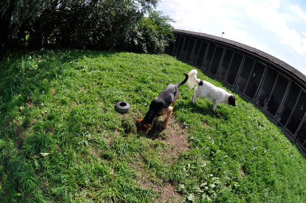 dpo dierenpension oosterhout honden speelwei speeldplaats drentse patrijshond dierenhotel hondenpension dierenopvang