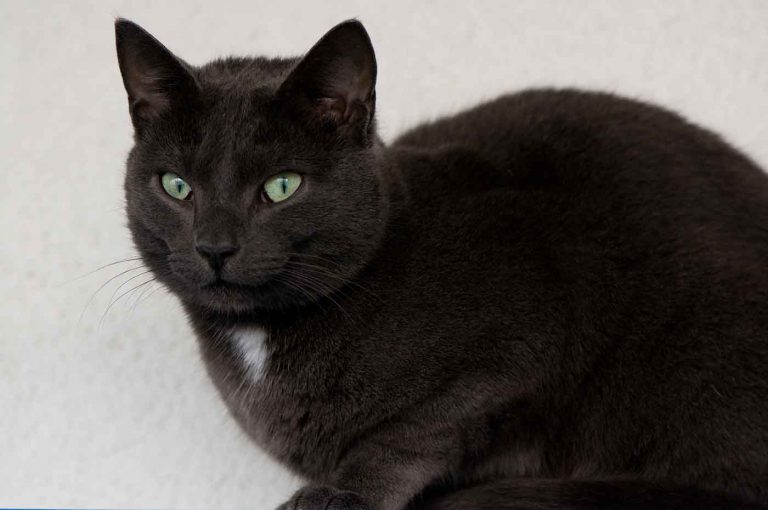 dpo dierenpension oosterhout kat blauwe rus kijkt zit dierenhotel kattenpension dierenopvang