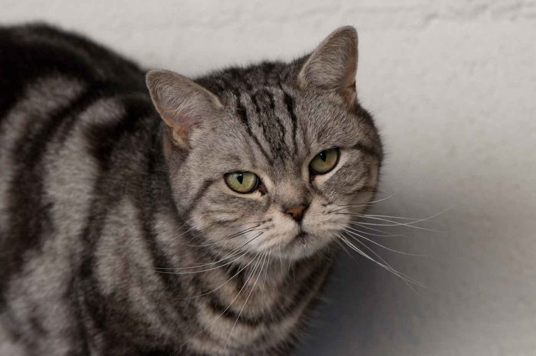 dpo dierenpension oosterhout kat britse kort haar kijkt bezoeker dierenhotel kattenpension dierenopvang