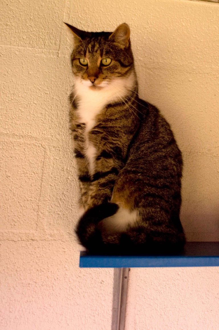 dpo dierenpension oosterhout kat buitenverblijf zit dierenhotel kattenpension dierenopvang