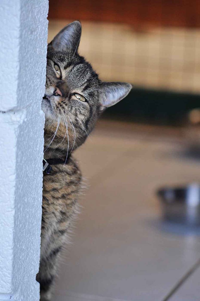 dpo dierenpension oosterhout kat deur strijkt kop dierenhotel kattenpension dierenopvang