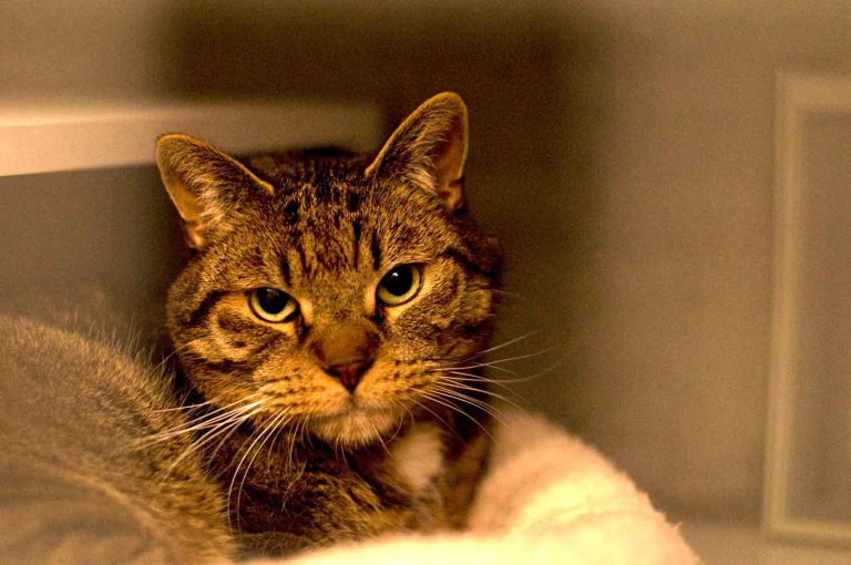 dpo dierenpension oosterhout kat kater binnen kijkt dierenhotel kattenpension dierenopvang