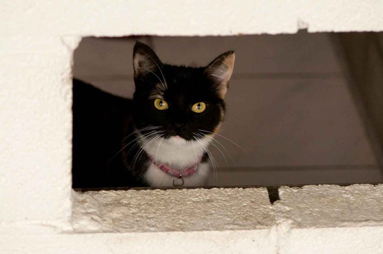 dpo dierenpension oosterhout kat kijkt door opening dierenhotel kattenpension dierenopvang