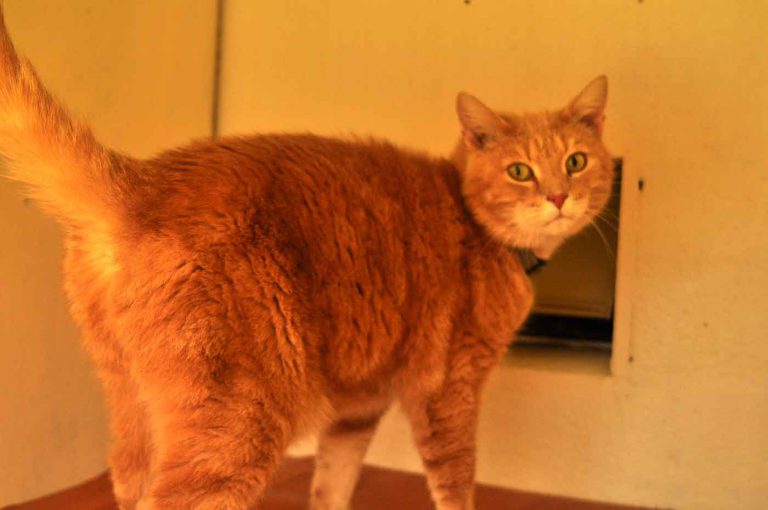 dpo dierenpension oosterhout kat kijkt staat hok dierenhotel kattenpension dierenopvang