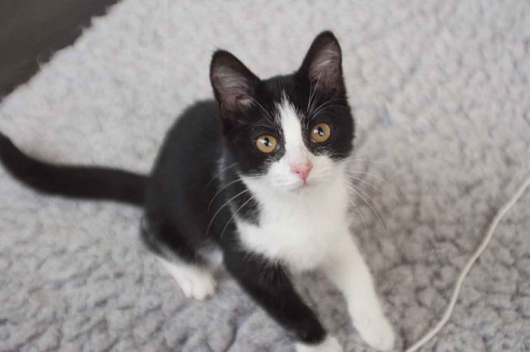 dpo dierenpension oosterhout kat kijkt zwart wit poes speelt dierenhotel kattenpension dierenopvang