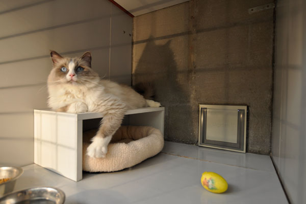 dpo dierenpension oosterhout kat ligt binnenverblijf ei ragdoll dierenhotel kattenpension dierenopvang