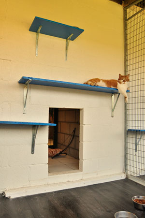 dpo dierenpension oosterhout kat ligt kater buitenverblijf plankjes dierenhotel kattenpension dierenopvang
