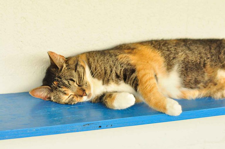 dpo dierenpension oosterhout kat ligt lapjes plank rustig ierenhotel kattenpension dierenopvang