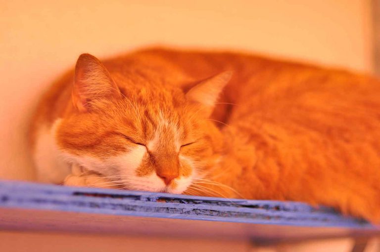 dpo dierenpension oosterhout kat ligt slaapt rode dierenhotel kattenpension dierenopvang