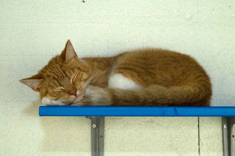 dpo dierenpension oosterhout kat rode slaapt plankje buiten relax dierenhotel kattenpension dierenopvang