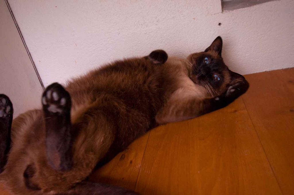 dpo dierenpension oosterhout kat siamese ligt chillen buiten verblijf dierenhotel kattenpension dierenopvang