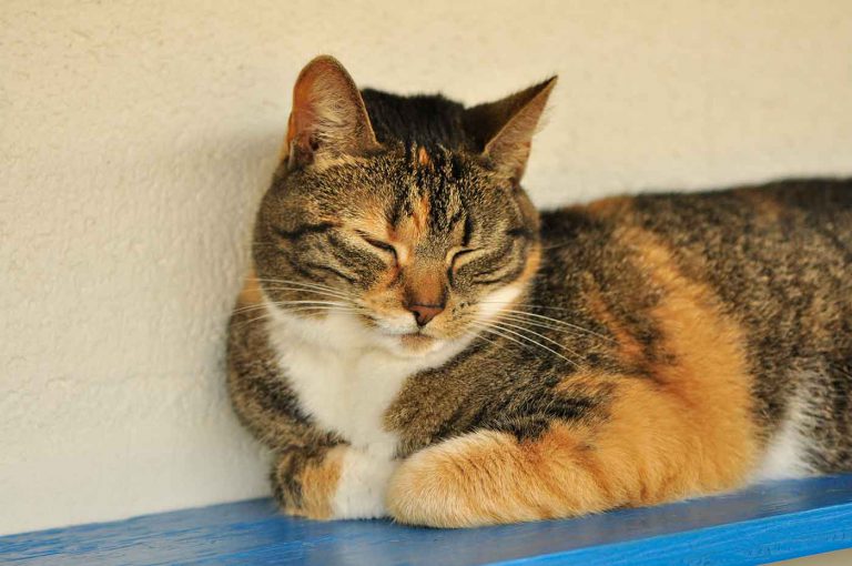 dpo dierenpension oosterhout kat slaapt ligt plankje dierenhotel kattenpension dierenopvang