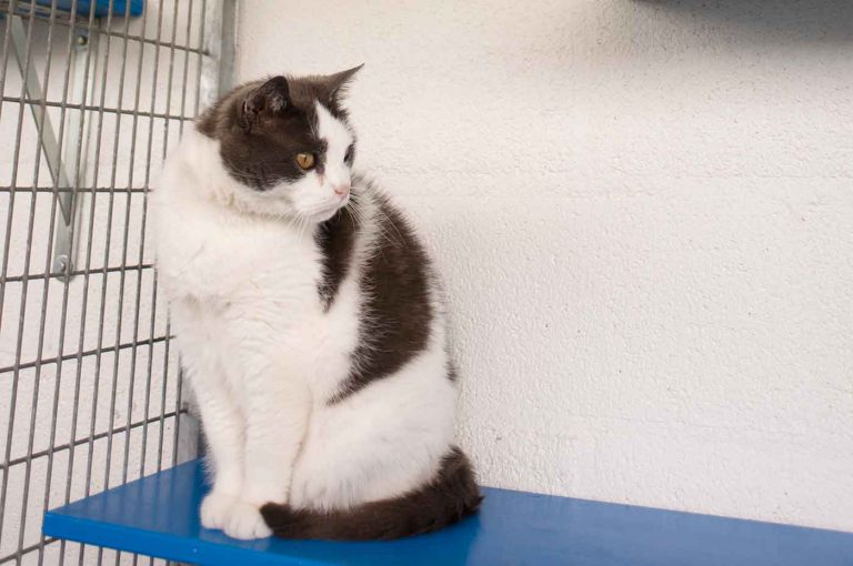 dpo dierenpension oosterhout kat witte kattenverblijf zit dierenhotel kattenpension dierenopvang