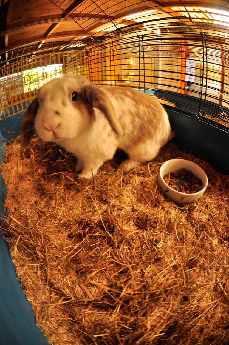 dpo dierenpension oosterhout konijn hangoor hok verblijf dierenhotel dierenopvang