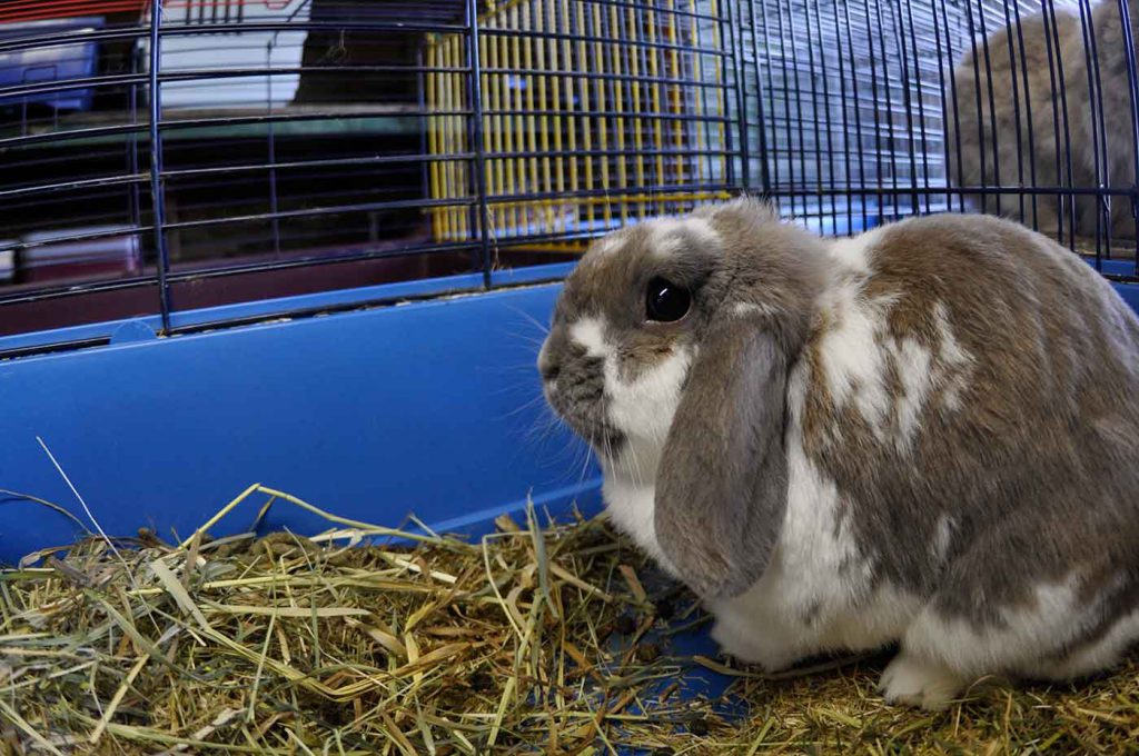 dpo dierenpension oosterhout konijn hok bezoeker hangoor dierenhotel dierenopvang
