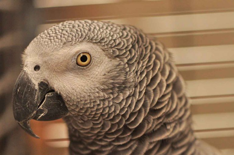 dpo dierenpension oosterhout vogel kop verblijf kijkt grijze roodstaart dierenhotel dierenopvang
