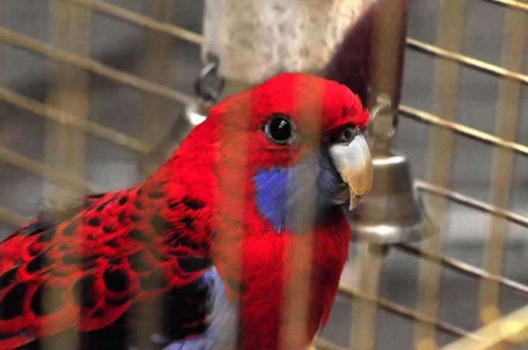 dpo dierenpension oosterhout vogel rosella rood kooi verblijf hok dierenhotel dierenopvang