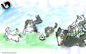 dpo dierenpension oosterhout wallpaper hond voetbal kat